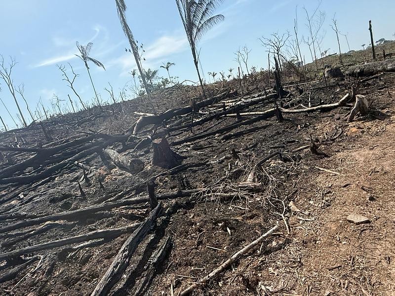 Cae red criminal señalada de deforestar tierras en Meta