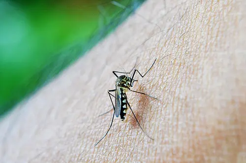 Colombia reporta 46.146 casos de dengue