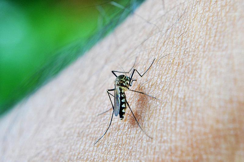 Colombia reporta 46.146 casos de dengue