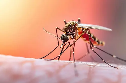 MinSalud alerta por fiebre amarilla y pide vacunarse