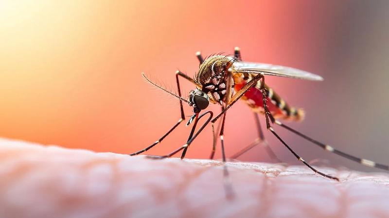 MinSalud alerta por fiebre amarilla y pide vacunarse