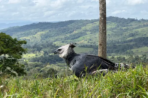Cormacarena libera águila arpía tras rehabilitación