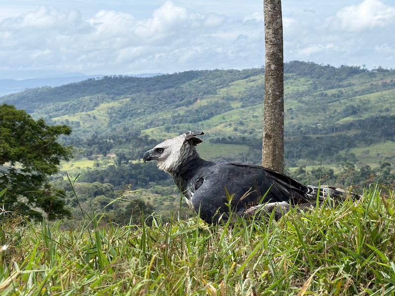 Cormacarena libera águila arpía tras rehabilitación
