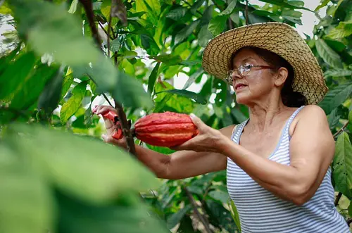 Más de 14.600 hectáreas de cacao impulsan desarrollo rural