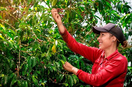 Gobierno destina subsidios al agro por Fenómeno de El Niño