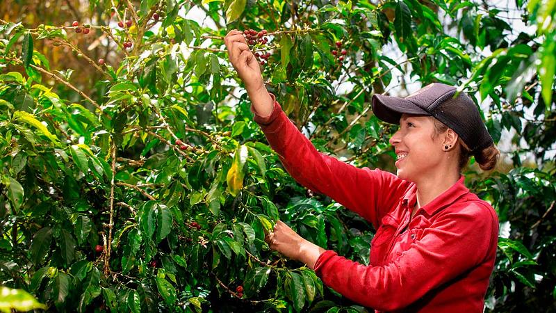 Gobierno destina subsidios al agro por Fenómeno de El Niño