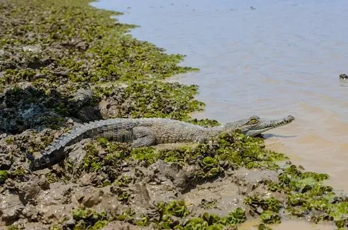 Cormacarena ordena a la UNAL alimentar a caimanes llaneros