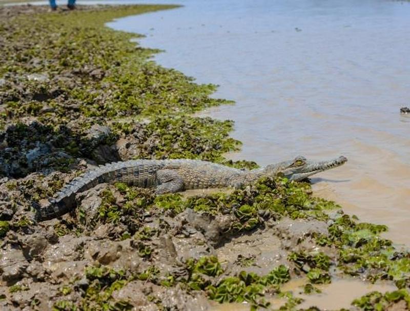 Cormacarena ordena a la UNAL alimentar a caimanes llaneros