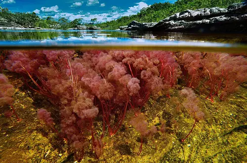 La Macarena da inicio a la temporada de Caño Cristales