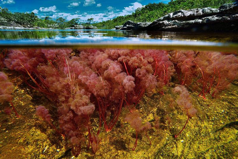 La Macarena da inicio a la temporada de Caño Cristales