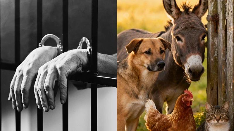 Aprueban ley que penaliza la zoofilia en Colombia