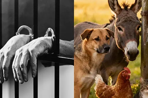 Aprueban en cuarto debate la ley que penaliza la zoofilia