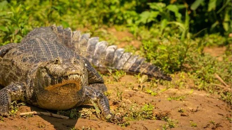 16 caimanes llaneros han muerto en Villavicencio