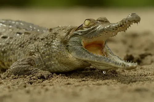 Procuraduría activa plan para proteger al Caimán Llanero