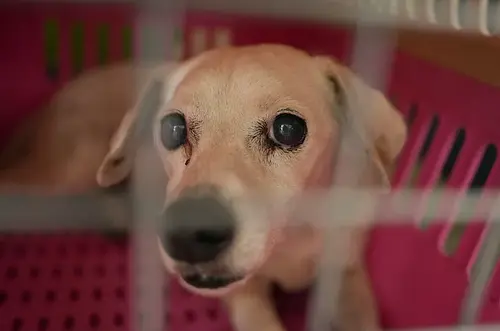 Mascotas buscan volver a casa tras el terremoto