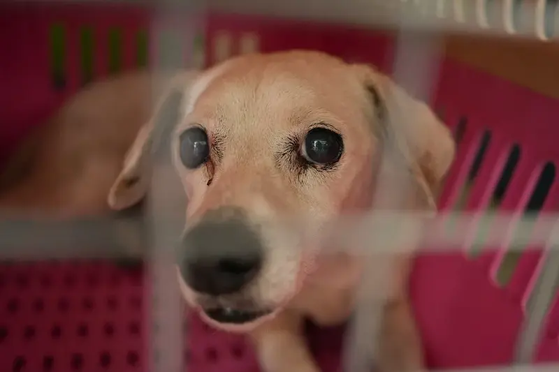 Mascotas buscan volver a casa tras el terremoto