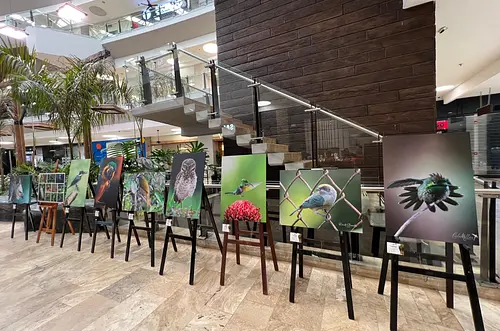 Abierta convocatoria Semana de las aves "Villaves" 2026