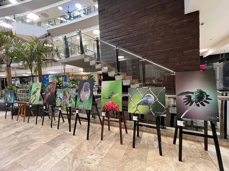 Abierta convocatoria Semana de las aves "Villaves" 2026