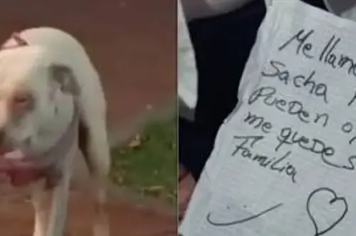 Perrita fue abandonada al Norte de Bogotá con triste cartel