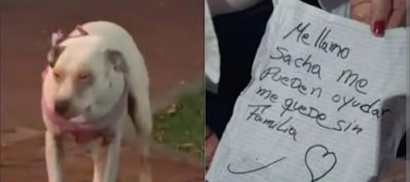 Perrita fue abandonada al Norte de Bogotá con triste cartel