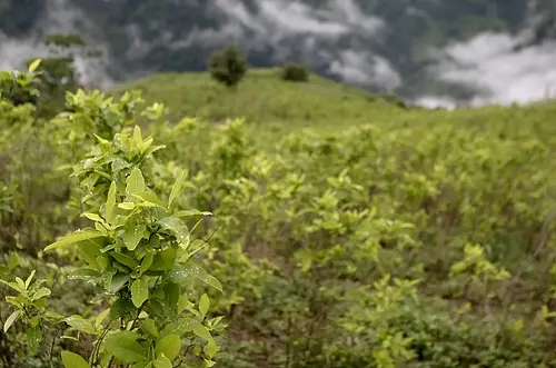 Colombia autoriza piloto de fumigación aérea
