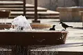 El Niño dispara el calor en el Caribe