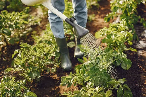 Agricultura resiliente ante el fenómeno de El Niño