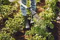 Agricultura resiliente ante el fenómeno de El Niño