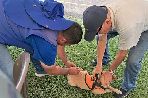 Fin de semana vacunación de perros y gatos en Villavicencio