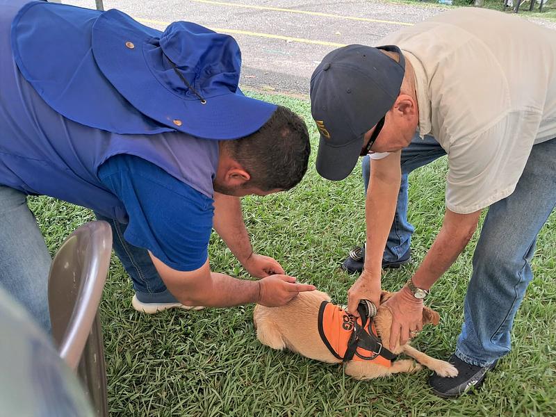 Fin de semana vacunación de perros y gatos en Villavicencio