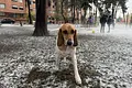 Granizada cubre Bogotá y retrasa vuelos