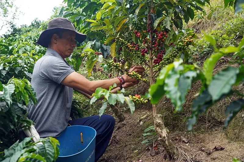 Colombia impulsa turismo con café y naturaleza tras sismo
